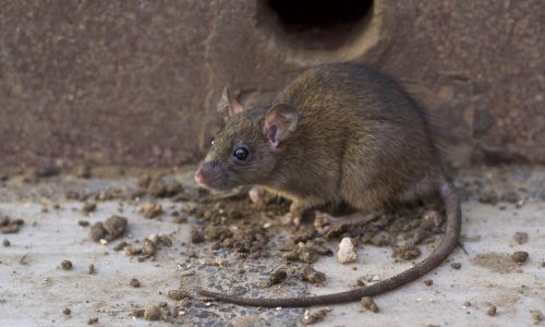 closeup-brown-rat-street