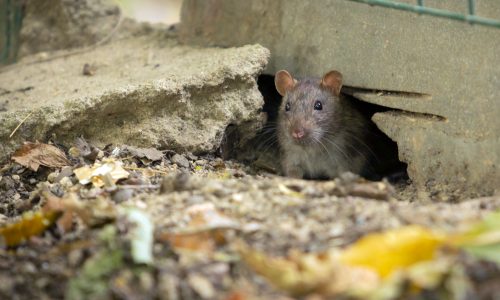 rat-comes-out-hole-close-up